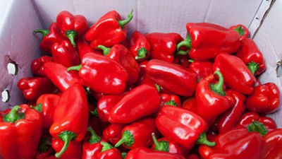 놓치면 후회! 홍피망다이스 특가 득템 후기🌶️